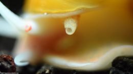 Gold Inca Snail Showing Syphon, Closeup