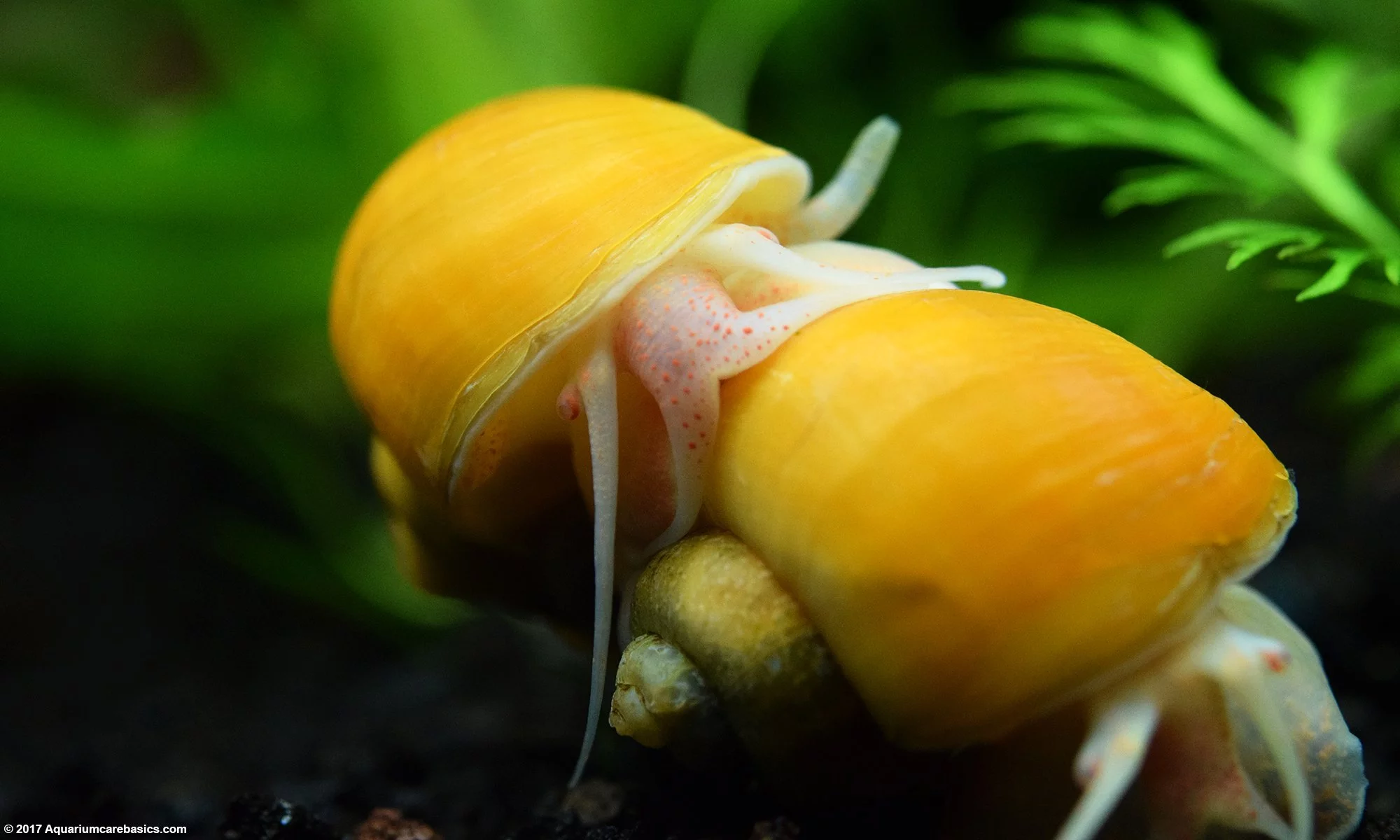 Gold Inca Snail Pair On The Tank Bottom