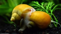 Gold Inca Snails In A Planted Aquarium