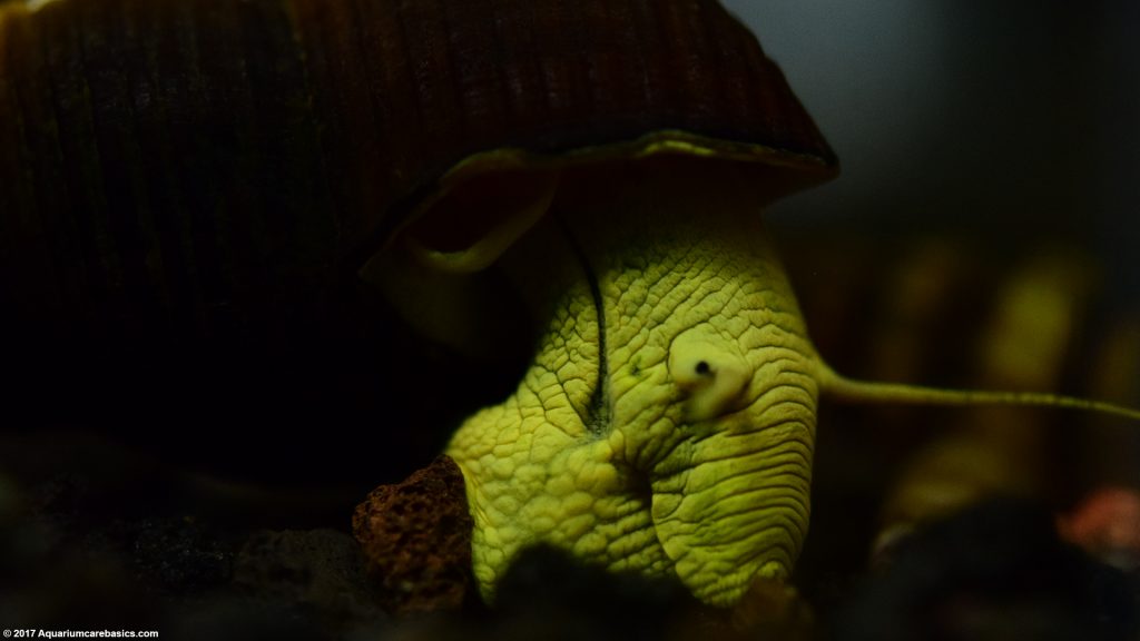 Rabbit Snail Care, Breeding, Feeding, & Tankmates Video