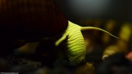 Gold Rabbit Snail Closeup