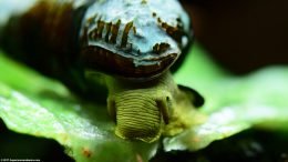 Gold Rabbit Snail Eating Lettuce In A Freshwater Tank