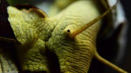 Gold Rabbit Snail Eye, Closeup