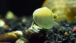 Gold Rabbit Snail Foot, Closeup