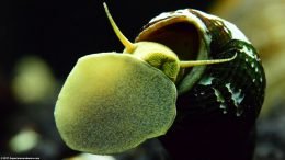 Gold Rabbit Snail Foot And Mouth On Glass