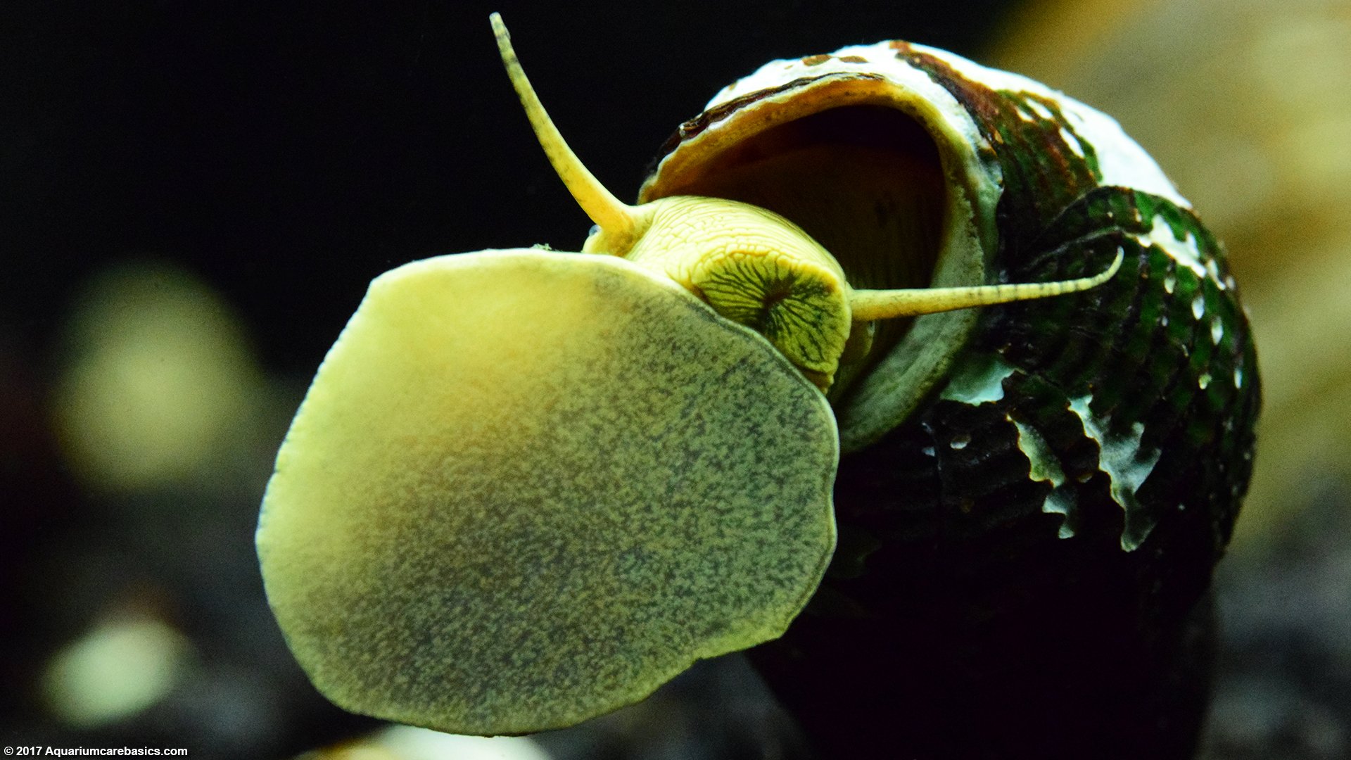 Mini Yellow Rabbit Snail (Tylomelania zemis) – Imperial Tropicals