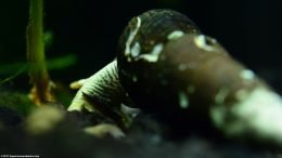 Gold Rabbit Snail In A Freshwater Aquarium