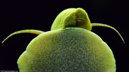 Gold Rabbit Snail On Glass