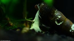 Gold Rabbit Snail Habitat In A Freshwater Tank, Upclose