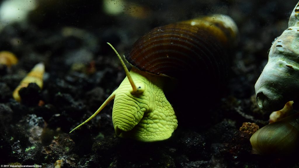 Rabbit Snail Care, Breeding, Feeding, & Tankmates Video