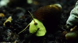 Gold Rabbit Snail Showing Its Head And Mouth