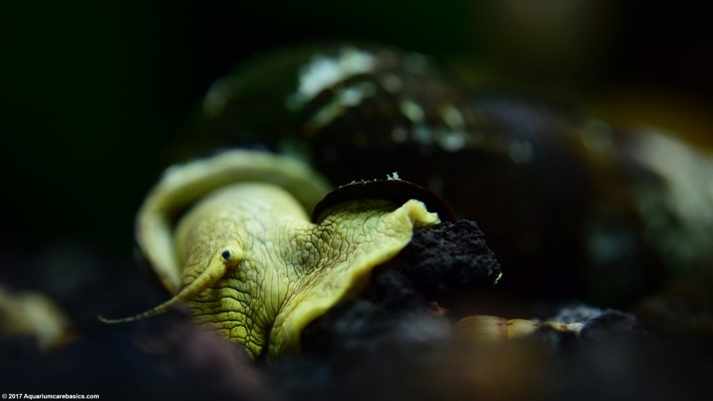 Rabbit Snail Care, Breeding, Feeding, & Tankmates Video