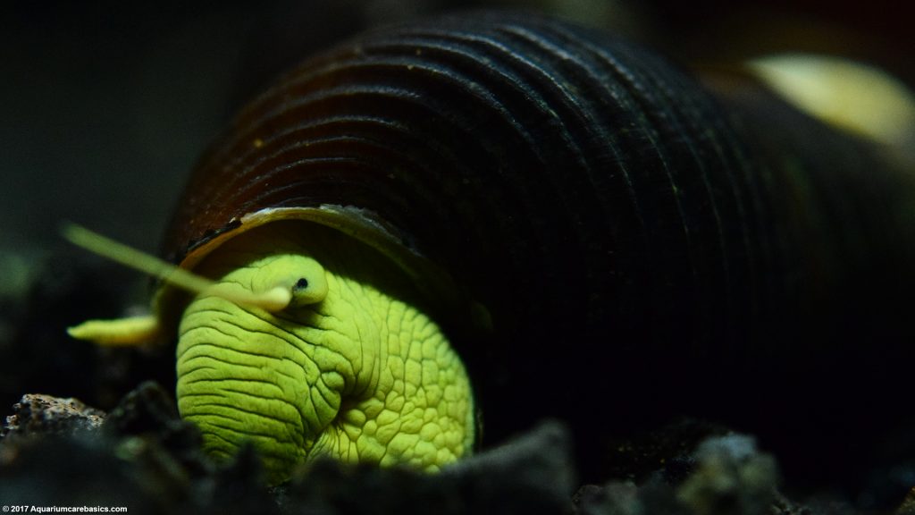 Freshwater Snails Types Of Aquarium Snails Available In Stores