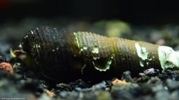 Gold Rabbit Snail Shell, Upclose