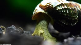 Gold Rabbit Snail Stretching Body