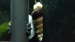 Gold Rabbit Snail Whorl