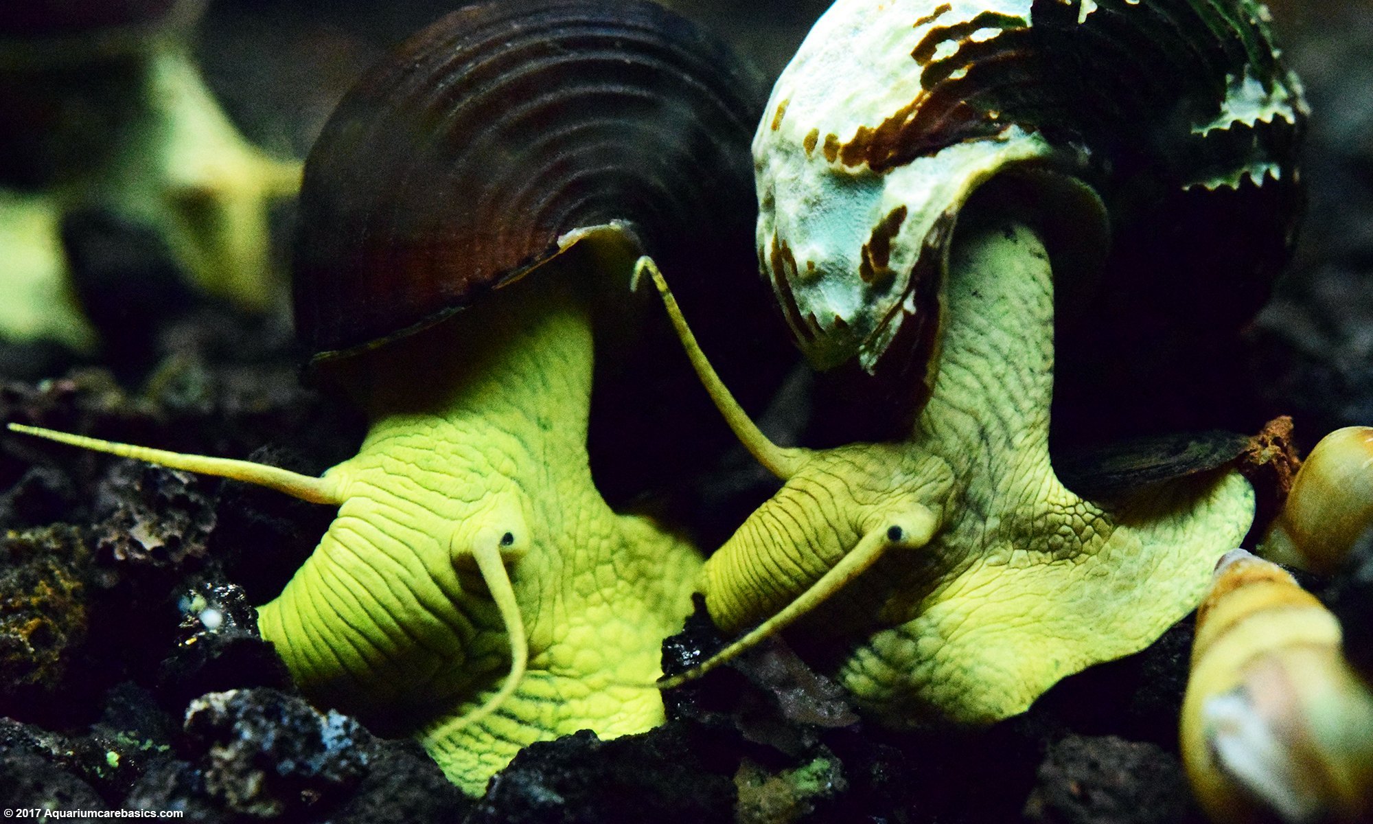 Gold Rabbit Snail Pair Searching For Food On The Tank Bottom