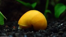Golden Inca Snail Shell
