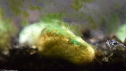 Green Algae Growing On Aquarium Glass