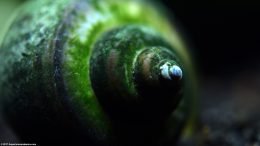 Green Algae Buildup On Mystery Snail Shell
