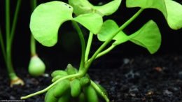 Green Aquarium Banana Plant