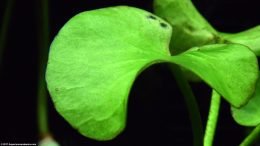 Green Aquarium Banana Plant Leaf