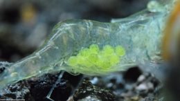 Green Glass Shrimp Eggs, Extreme Closeup