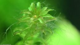 Green Hair Algae Growing On Old Anacharis Plant Leaves
