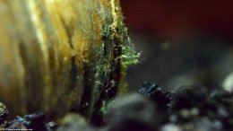 Green Plant Growth On An Asian Gold Clam