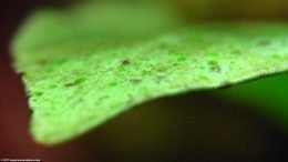 Green Spot Algae On Anubias Plant Leaf