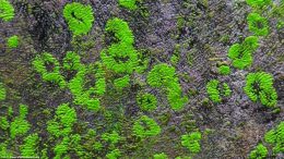 Green Spot Algae Buildup On Glass
