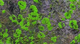 Green Spot Algae Buildup On Glass