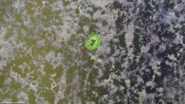 Green Spot Algae On Aquarium Glass