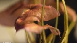 Green Stems And Pink Plant Leaves