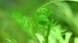 Growing Water Sprite In A Freshwater Aquarium