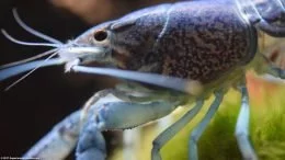 Cefalotórax de langosta de acuario azul cobalto