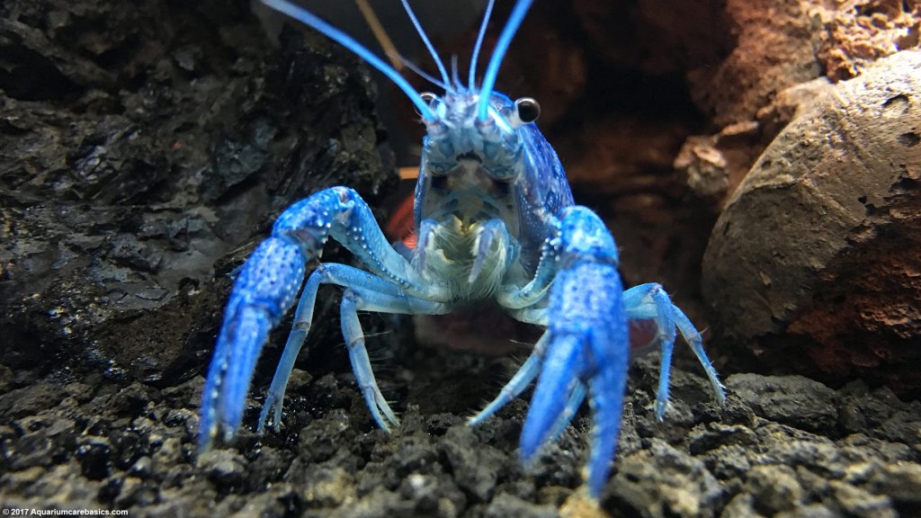 Hammers Cobalt Blue Lobster Care, Size, Color & Diet Video
