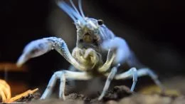 Langosta de acuario azul cobalto de Hammers, Closeup
