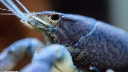 Blue Aquarium Lobster Eye, Closeup