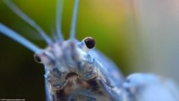 Hammers Cobalt Blue Lobster, Eye Stalk Upclose