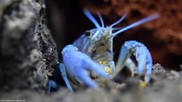 Blue Crayfish Showing Its Feeding Appendages