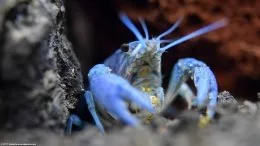 Cangrejo de río azul Mostrando sus apéndices alimenticios