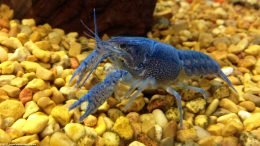 Hammers Cobalt Blue Lobster In A Freshwater Tank