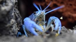 Hammers Cobalt Blue Lobster Holding Food