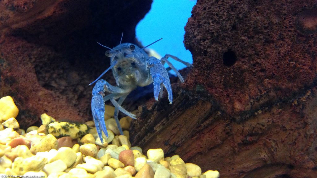 Hammers Cobalt Blue Lobster Care, Size, Color & Diet Video