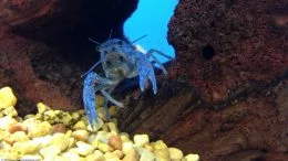 Martillos Langosta Azul Cobalto Sobre Roca de Lava