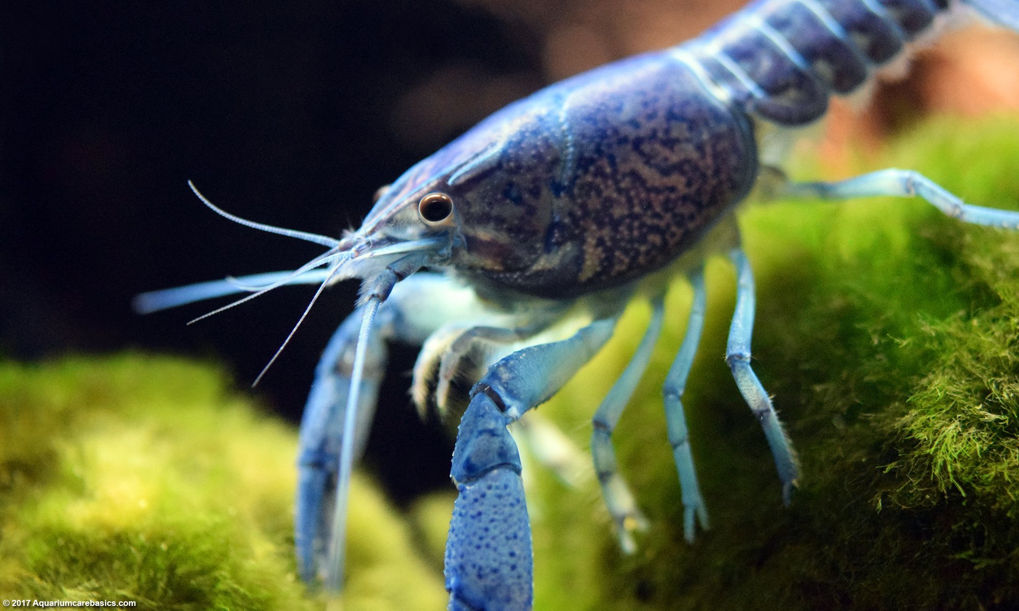 blue lobster aquarium