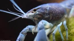 Hammers Cobalt Blue Aquarium Lobster On A Moss Ball