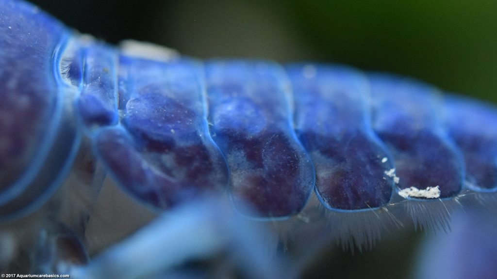 Hammers Cobalt Blue Lobster Care, Size, Color & Diet Video