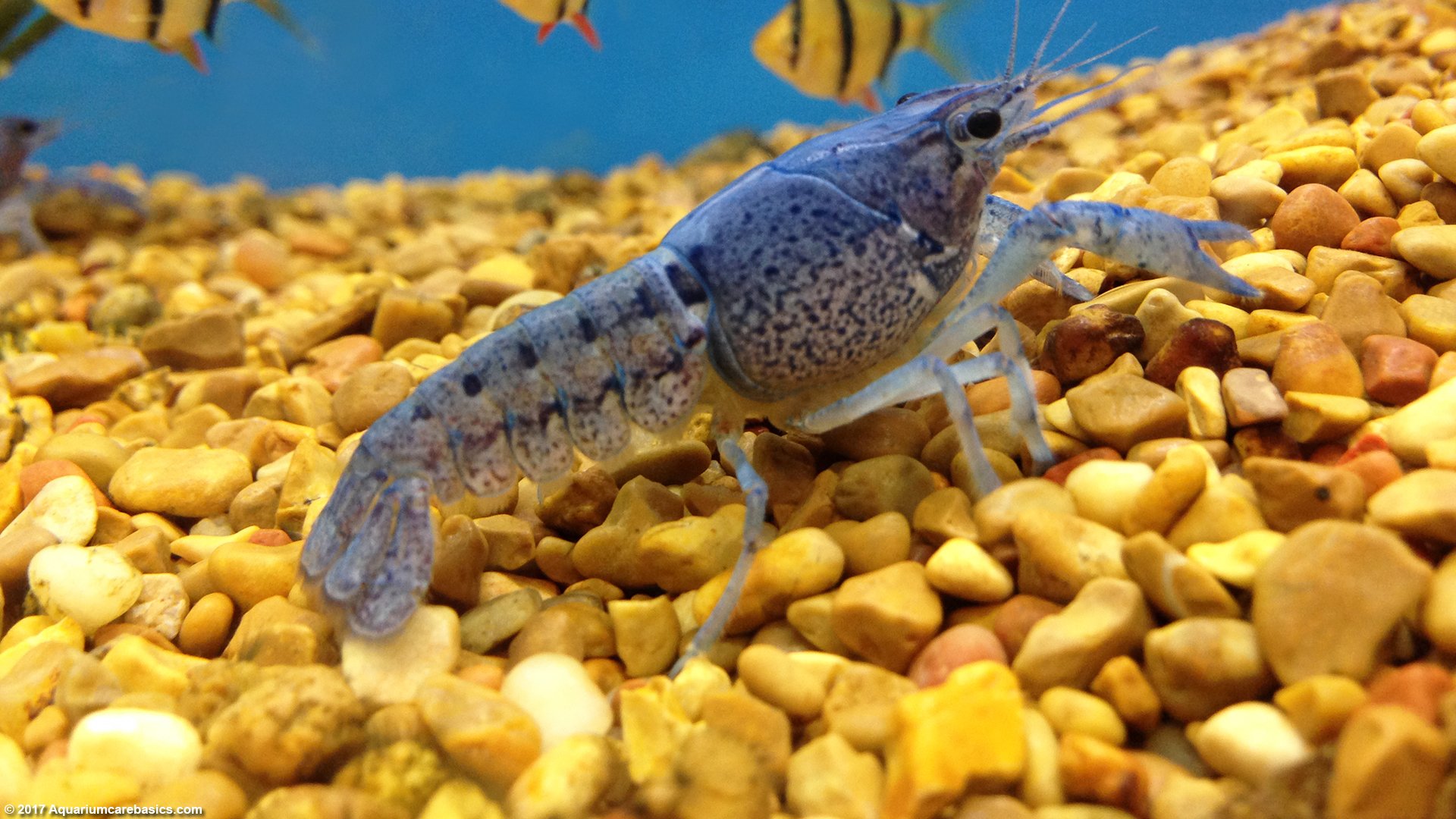 blue lobster aquarium